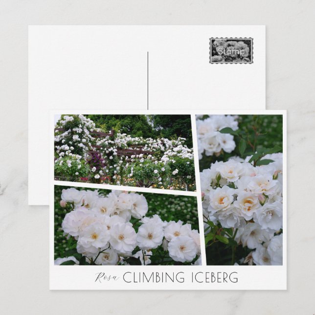 Rosa Climbing Iceberg Postkarte (Vorne/Hinten)