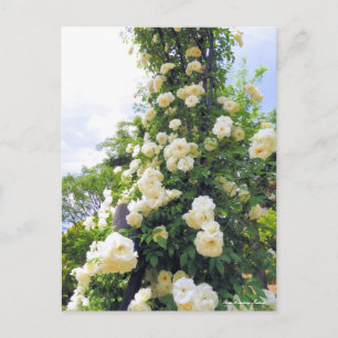 Rosa Climbing Iceberg:Postkarte Postkarte