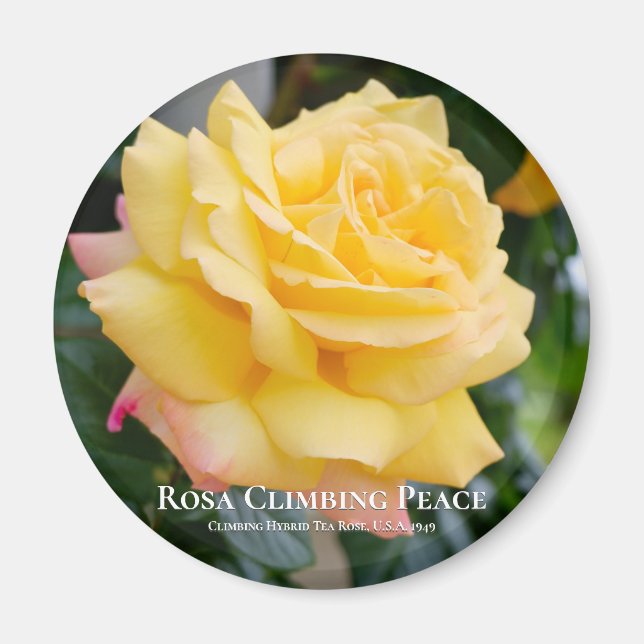 Rosa Climbing Peace Magnet (Vorne)