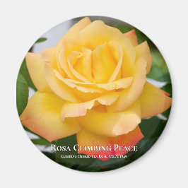 Rosa Climbing Peace Magnet