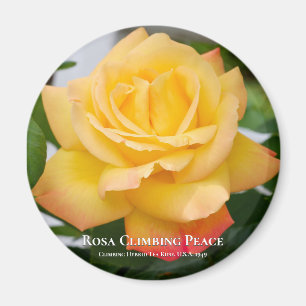 Rosa Climbing Peace Magnet
