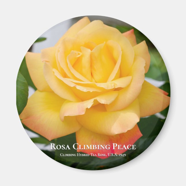 Rosa Climbing Peace Magnet (Vorne)