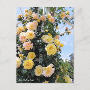 Rosa Climbing Peace: Postcard Postkarte