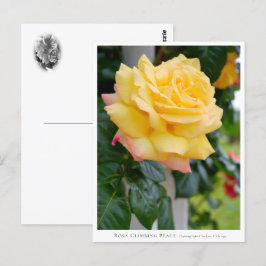 Rosa Climbing Peace Postkarte