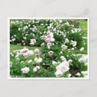 Rosa Clotilde Soupert : Carte postale