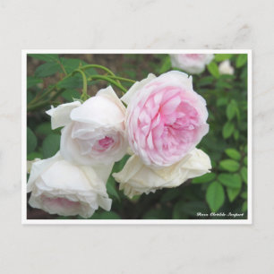 Rosa Clotilde Soupert Postkarte