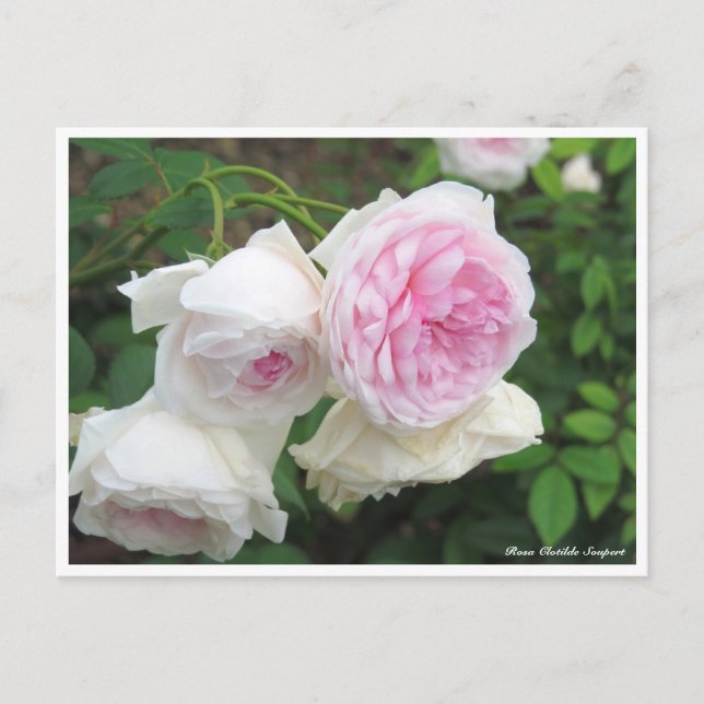 Rosa Clotilde Soupert Postkarte (Vorderseite)