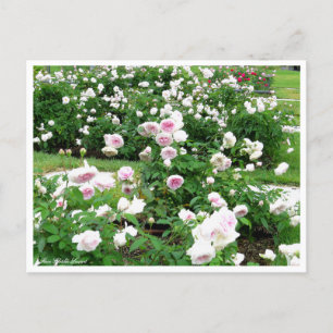 Rosa Clotilde Soupert: Postkarte