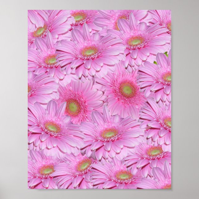 Rosa Cluster der Blume Gerbera, Poster (Vorne)