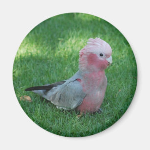 Rosa Cockatoo Magnet