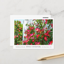 Rosa Cocktail Postkarte