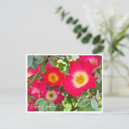 Rosa Cocktail Postkarte