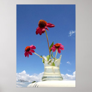 Rosa coneflowers Blumen Plakat