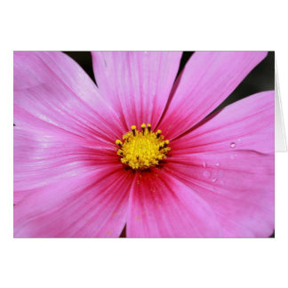 Rosa Cosmo-Blankokarte