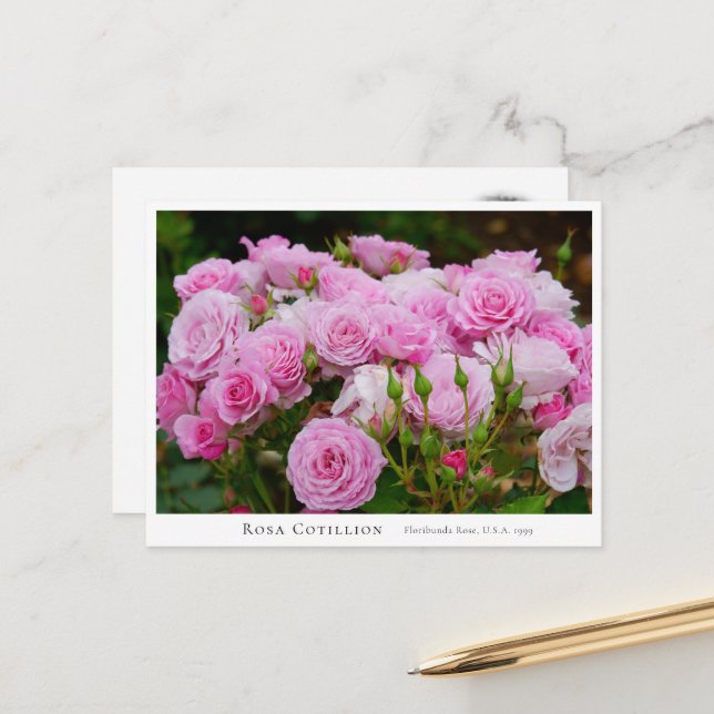 Rosa Cotillion Postkarte (Vorderseite/Rückseite Beispiel)