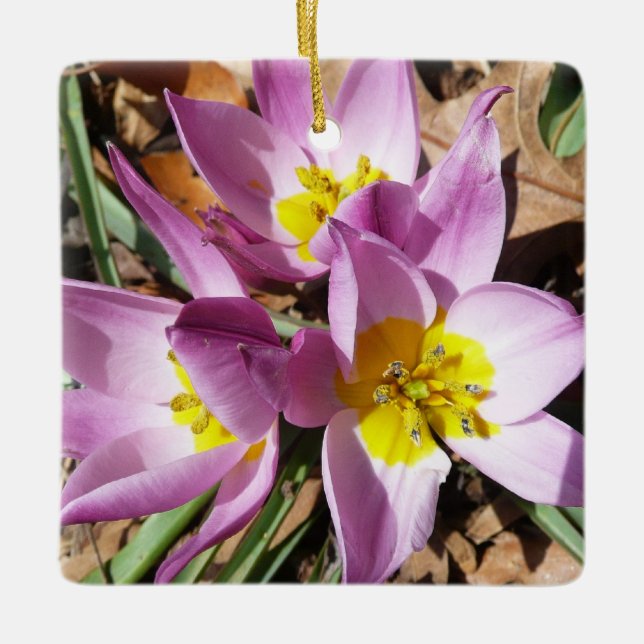 Rosa Crocses Frühlingsblume Keramikornament (Vorderseite)