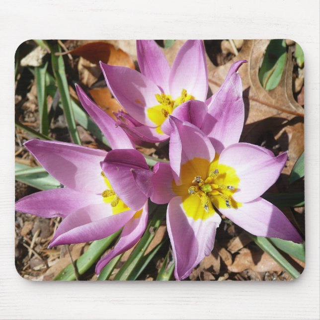 Rosa Crocses Frühlingsblume Mousepad (Vorne)