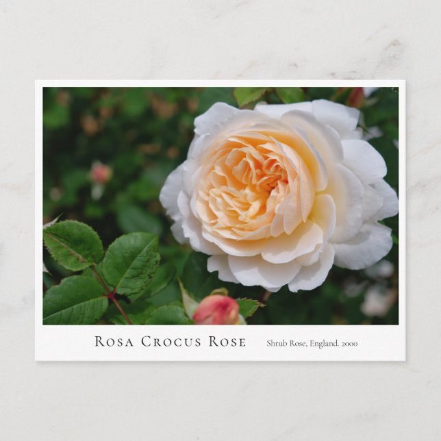 Rosa Crocus Rose Postkarte (Vorderseite)