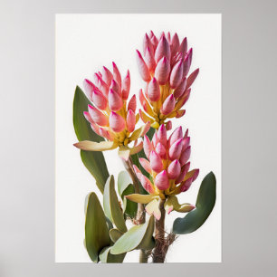 Rosa Curcuma Blume Art Print Poster