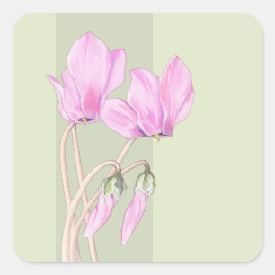 Rosa Cyclamens, grüner Aufkleber auf dem Platz