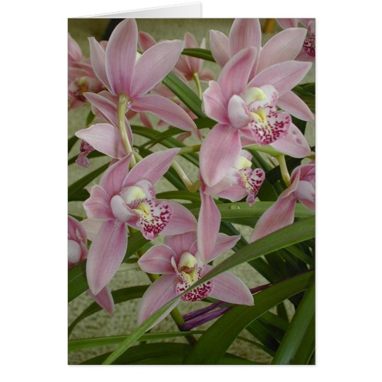 Rosa Cymbidium-Orchidee Karte