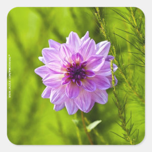 Rosa Dahlia, Aquarell-Effekt Quadratischer Aufkleber