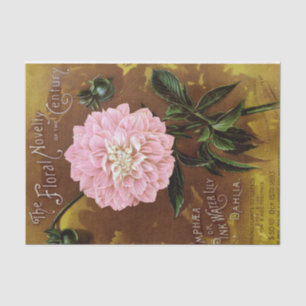 Rosa Dahlia auf dem braunen Antiquitätenpapier Seidenpapier
