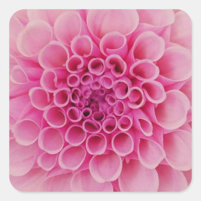 Rosa Dahlia-Blume Quadratischer Aufkleber (Vorderseite)