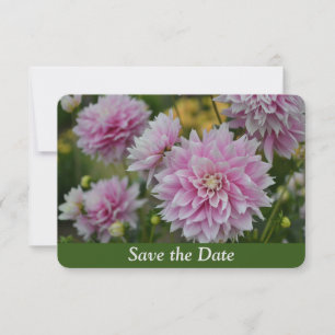 Rosa Dahlia-Blumen im RHS Garden Surprise Birthday Save The Date