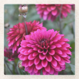 Rosa Dahlia Floral Fotograf Platz Glasuntersetzer