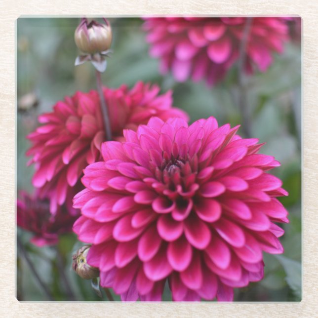 Rosa Dahlia Floral Fotograf Platz Glasuntersetzer (Vorderseite)