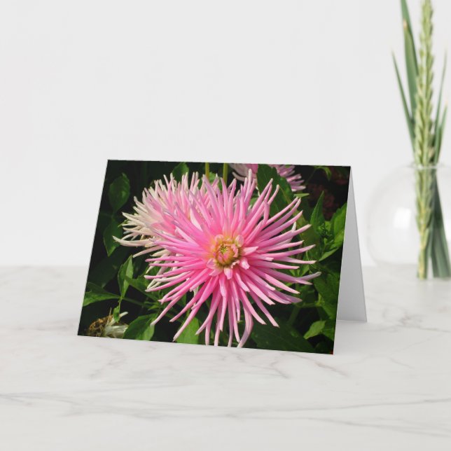 Rosa Dahlias-Karte Karte (Vorderseite)