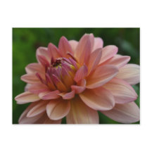 Rosa Dahlie-Blumen-Postkarte