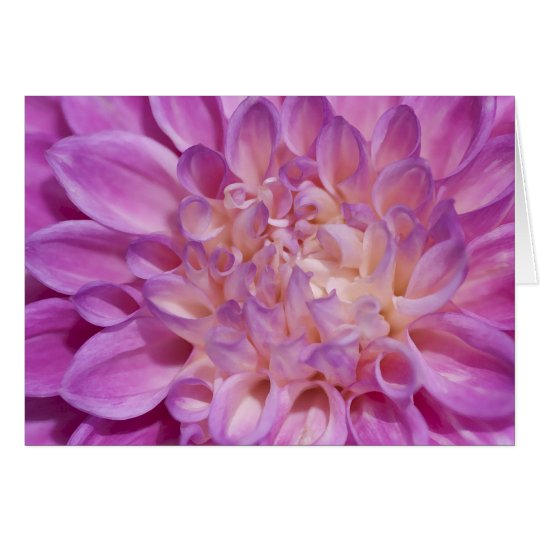 Rosa Dahlie-Karte Karte