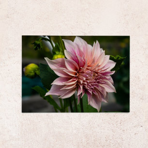 Rosa Dahlie Leere Grußkarte Feiertagskarte