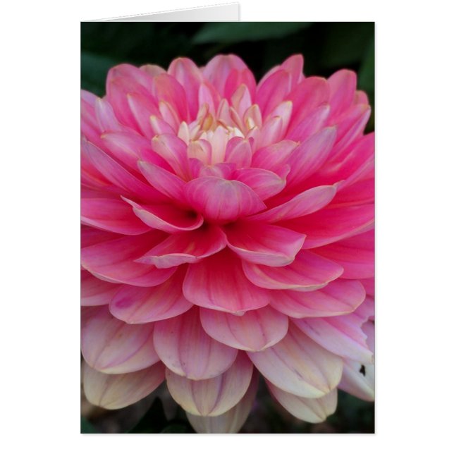 Rosa Dahlie-leere Karte (Vorne)