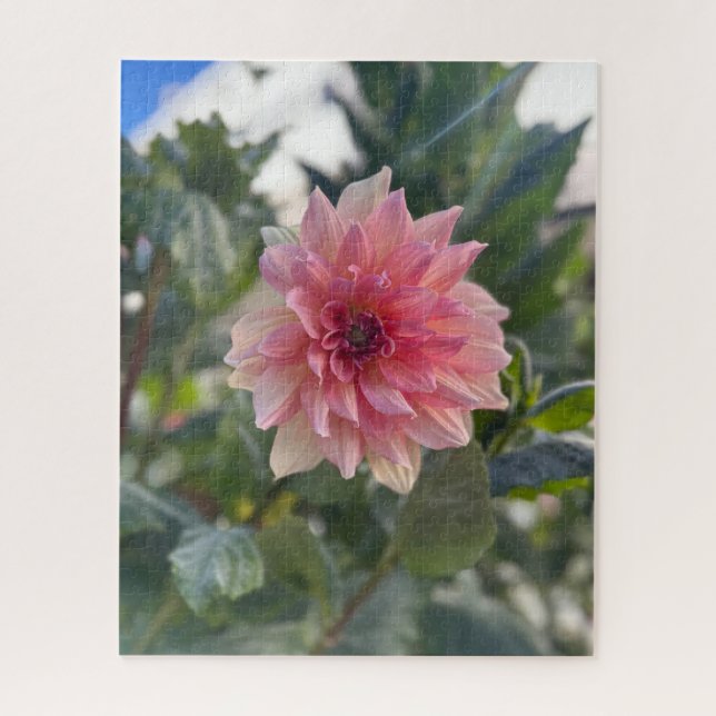 Rosa Dahlie, Palo Alto (Vertikal)