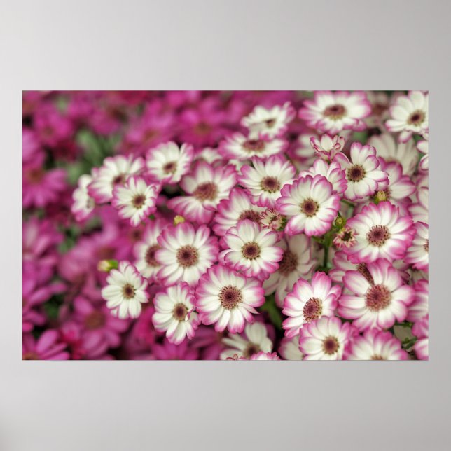 Rosa Dahlie Poster (Vorne)