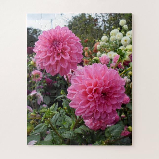 Rosa Dahlien (Vertikal)