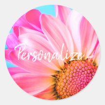 Rosa daisy Blume niedlich-blau-pink Sommer niedlic