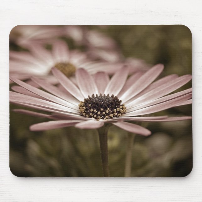 Rosa Daisy-Makro Mousepad (Vorne)