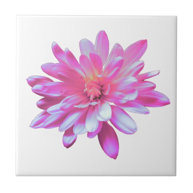 Rosa Daisy Rosa Blume Fliese (Vorderseite)