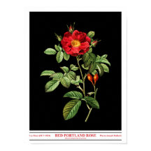 Rosa Damascena Coccinea Schwarzes Poster