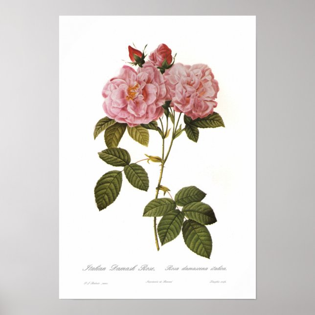 Rosa Damascena italica Poster (Vorne)