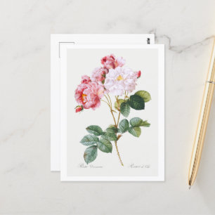 Rosa Damascena Postkarte