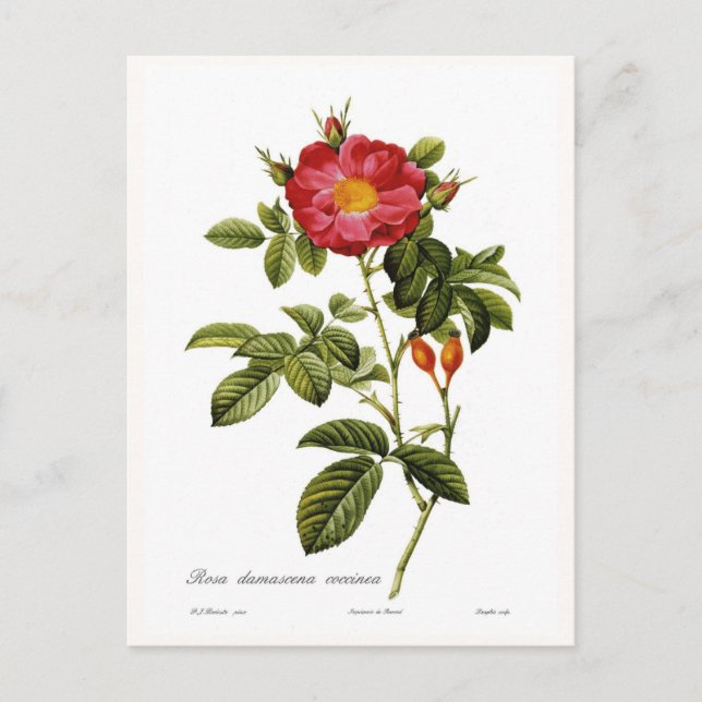 Rosa Damascena Postkarte (Vorderseite)