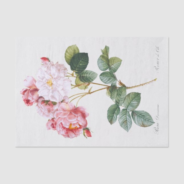 Rosa Damascena Seidenpapier (Vorderseite)