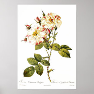 Rosa damascena variegata poster