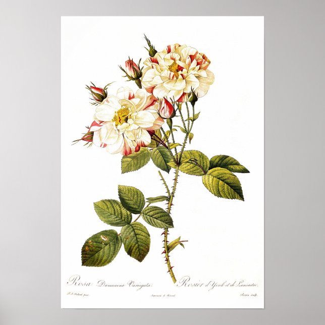 Rosa Damascena variegata Poster (Vorne)