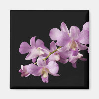 Rosa Dendrobium Orchid Blume auf Schwarz - Orchide